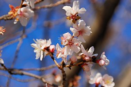 フユザクラの花